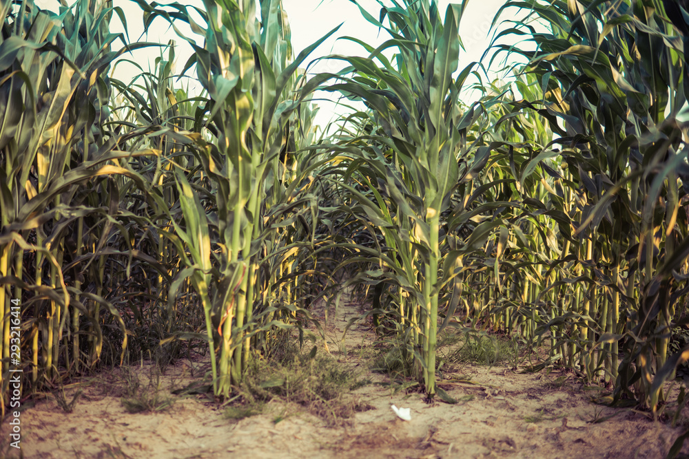 Obraz premium corn growing in the field