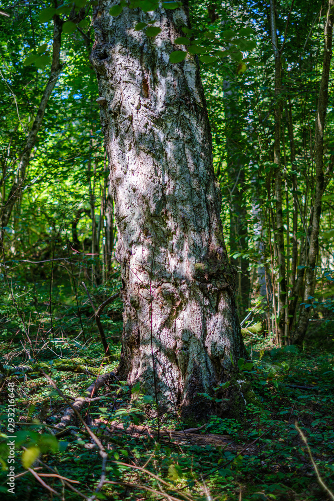 Naklejka premium large isolated tree trunks in green forest