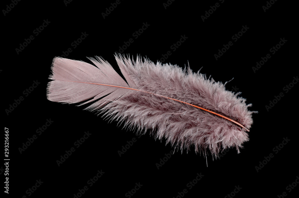 Obraz premium Colored bird feather isolated on black background
