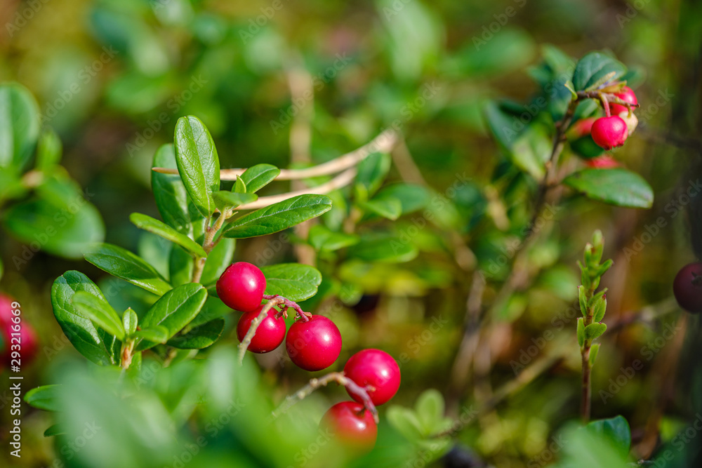 Obraz premium red cranberries in green forest bed