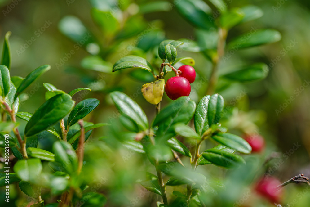 red cranberries in green forest bed