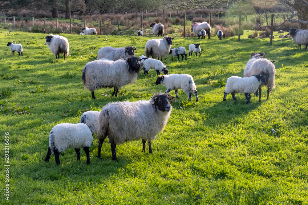 Sheep grazing with lambs in the field Sheep grazing with lambs in the field