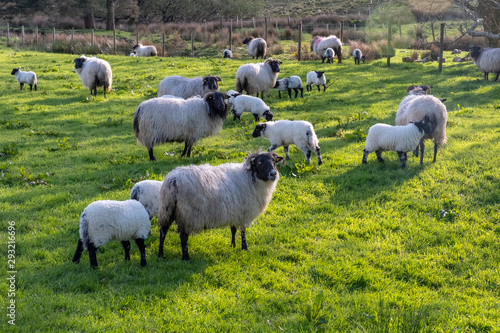 Sheep grazing with lambs in the field