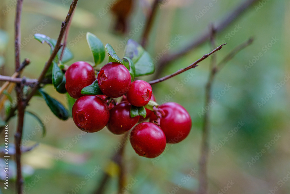 red cranberries in green forest bed red cranberries in green forest bed