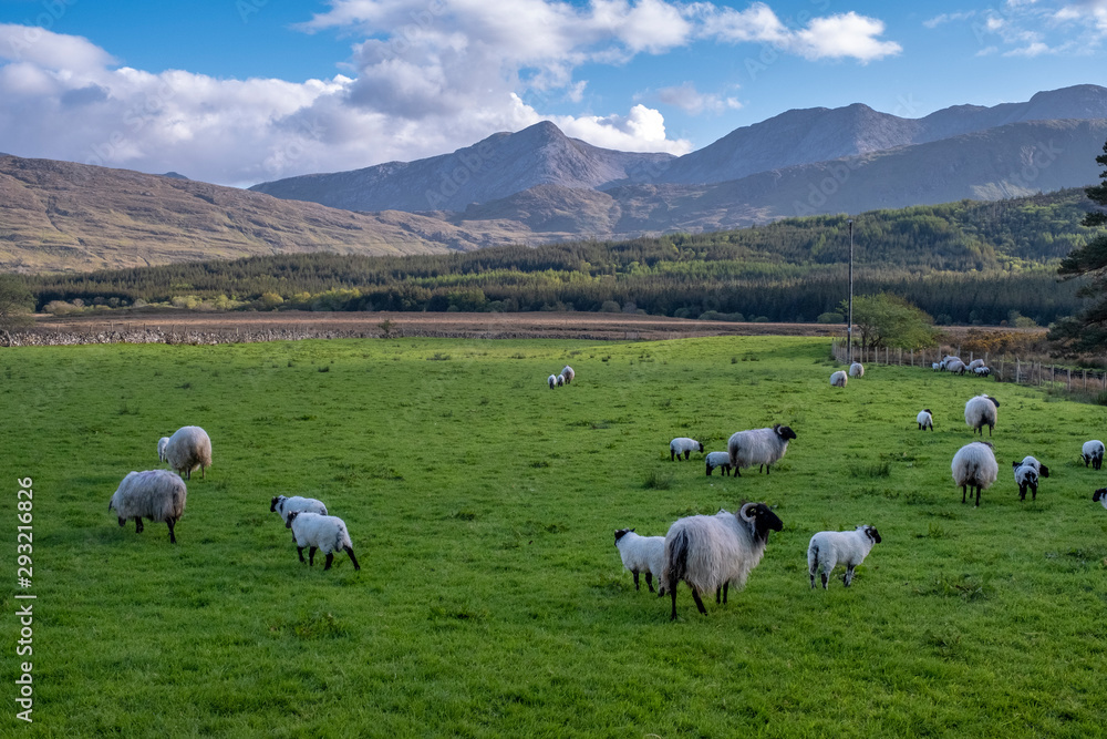 Sheep on the green field with mountain in the background