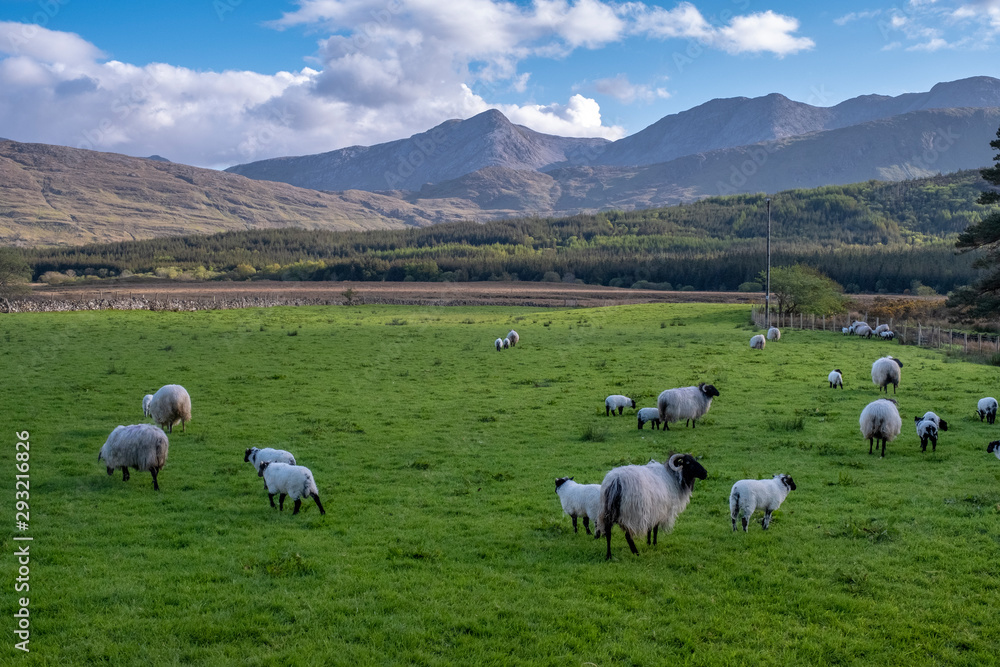 Obraz premium Sheep on the green field with mountain in the background