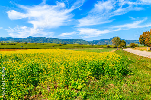Yellow Rapeseed fields on Alsatian Wine Route near Riquewihr village  France