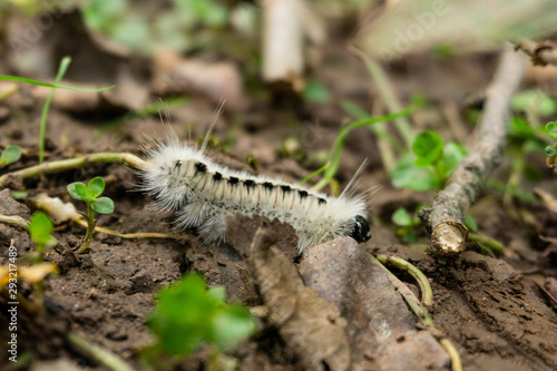 Caterpillar at Bruce Trail photo