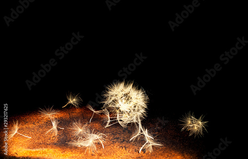 White inflorescences Dandelion on  background with golden sparkles. Blurred  effect. Concept for festive background