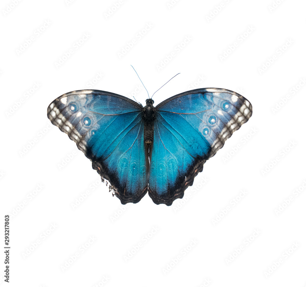 Fototapeta premium Blue and black and white butterfly