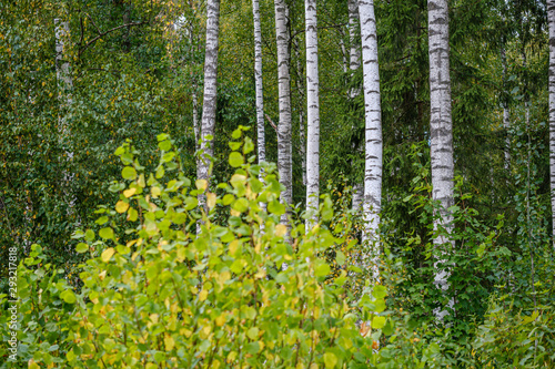 green birch trees with some yellow colored autumn leaves