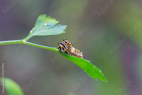 Young Black Swallowtail caterpillar (Papilio polyxenes) feeding on parsley leaf