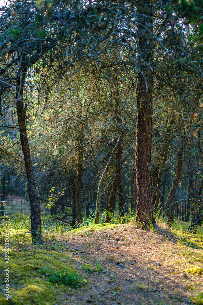 Obraz premium large isolated tree trunks in green forest