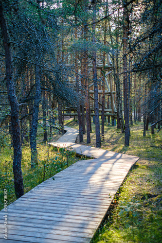 wet wooden footpath in green forest
