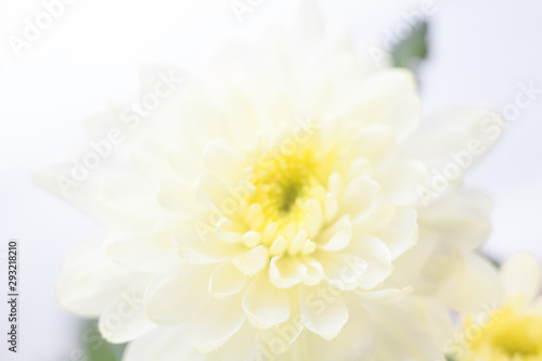 White chrysanthemum flower