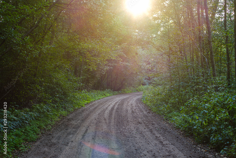 Obraz premium dirty gravel road in green forest with wet trees and sun rays