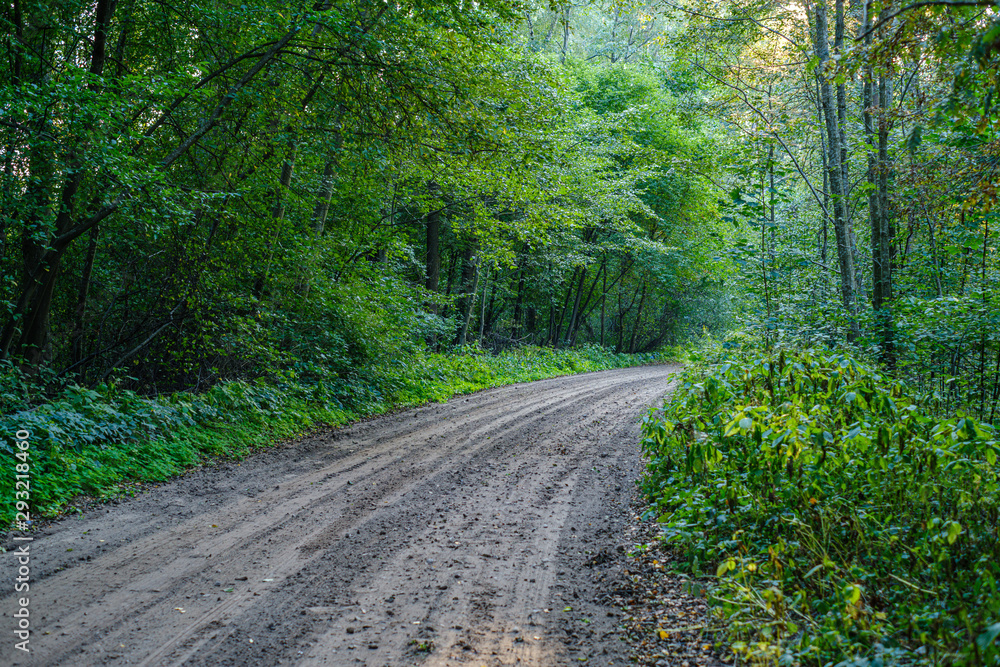 Obraz premium dirty gravel road in green forest with wet trees and sun rays