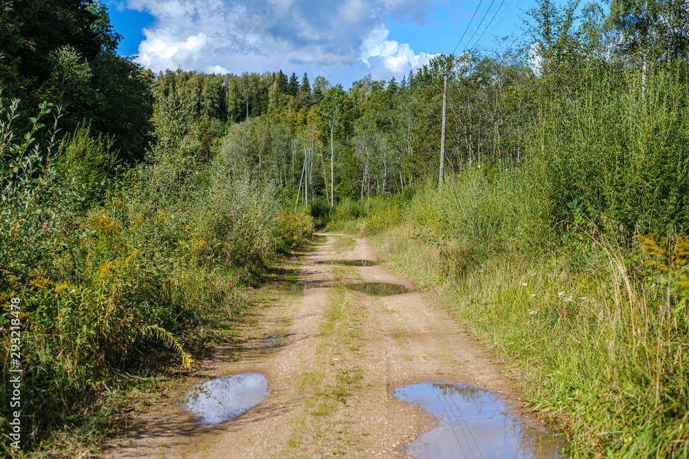 Fototapeta premium dirty gravel road in green forest with wet trees and sun rays