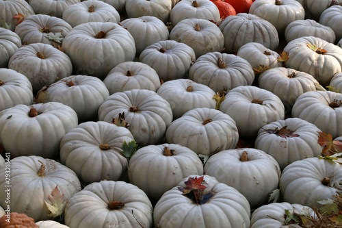 Fresh healthy bio pumpkins on farmer agricultural market at autumn