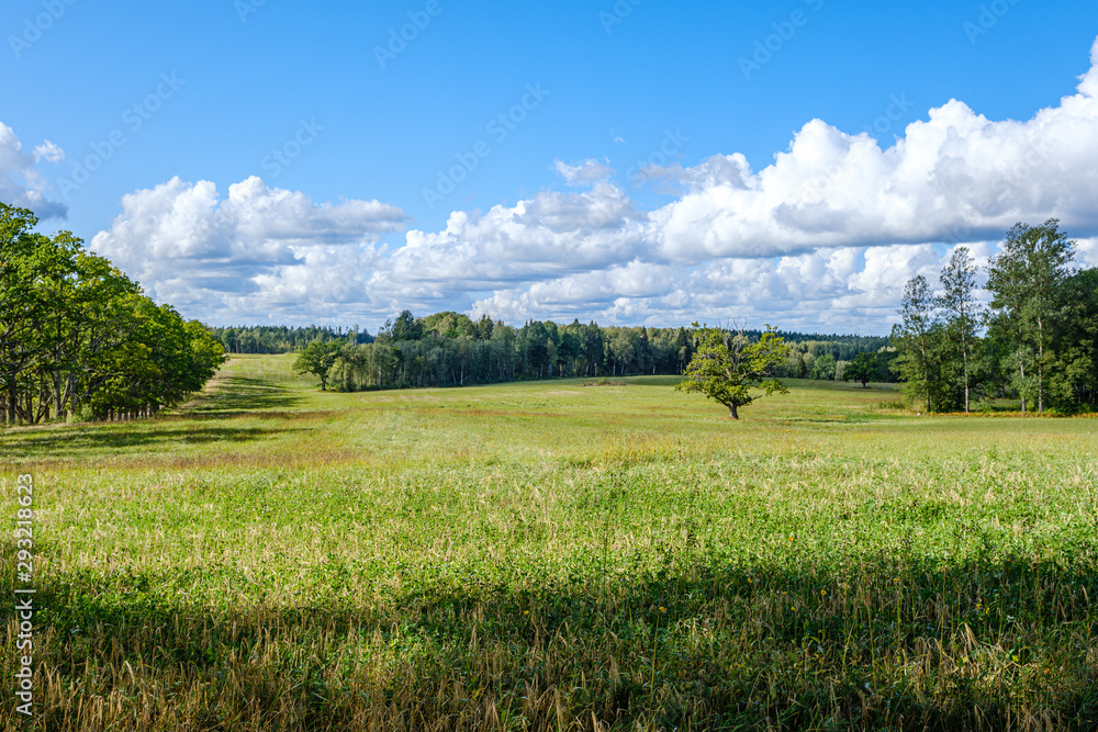 Fototapeta premium countryside landscape of fields and forests in summer