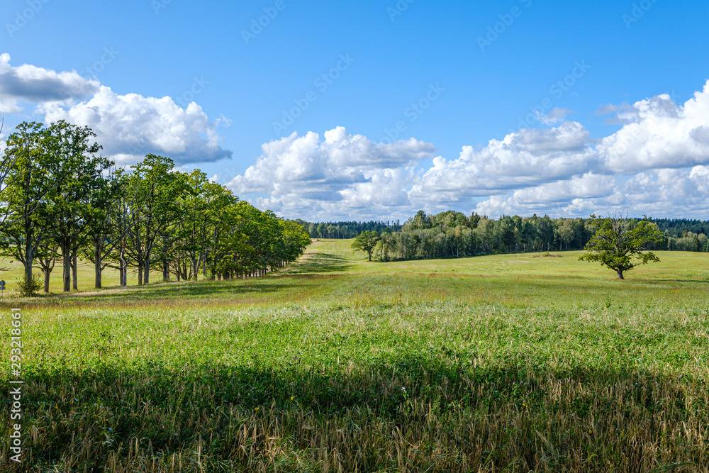 Fototapeta premium countryside landscape of fields and forests in summer