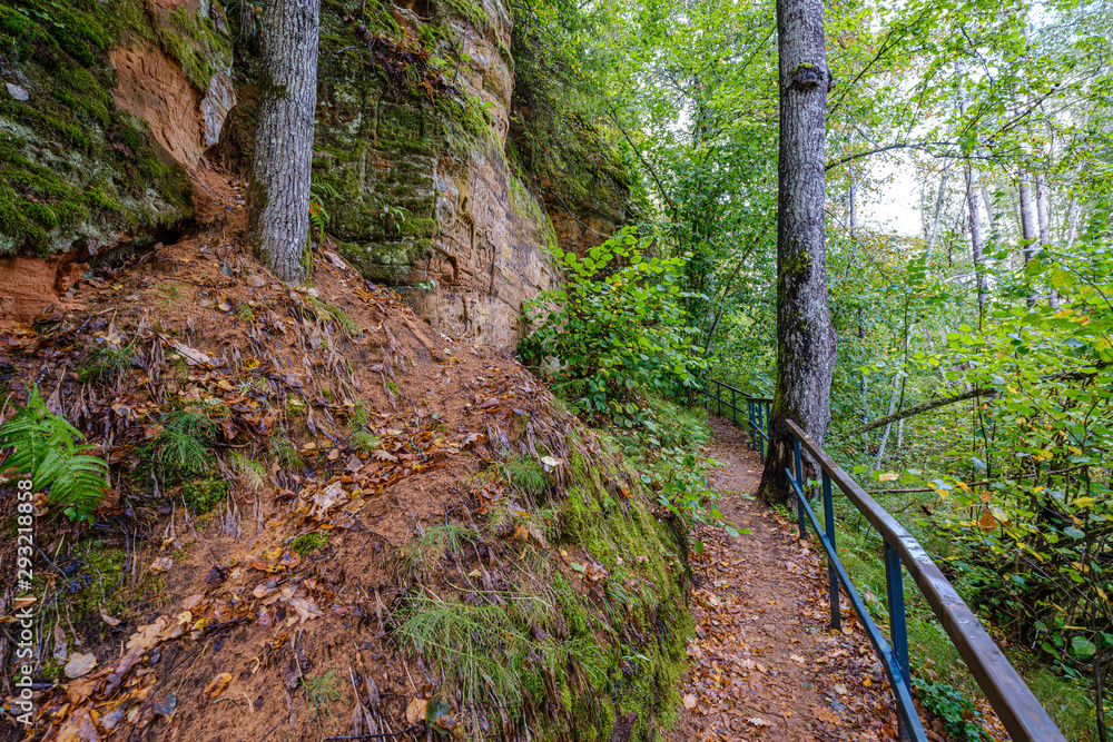 Fototapeta premium wet wooden footpath in green forest