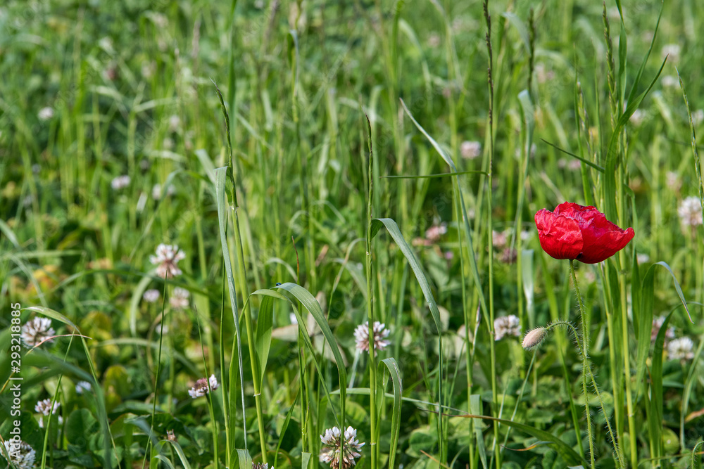 The lonely red flower in the field The lonely red flower in the field