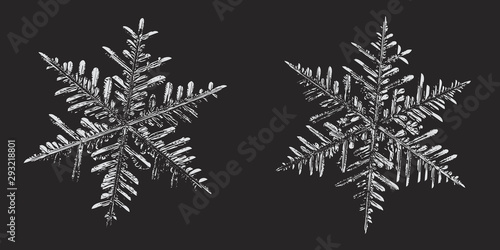 Two snowflakes on black background. Vector illustration based on macro photos of real snow crystals  stellar dendrites with fine hexagonal symmetry  complex inner structure and ornate shapes.