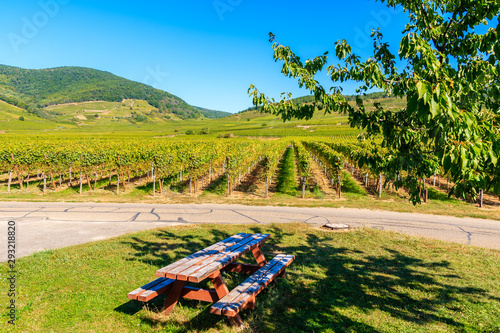 Picnic table under tree shade among vineyards on road near Kientzheim village on Alsatian Wine Route, France photo