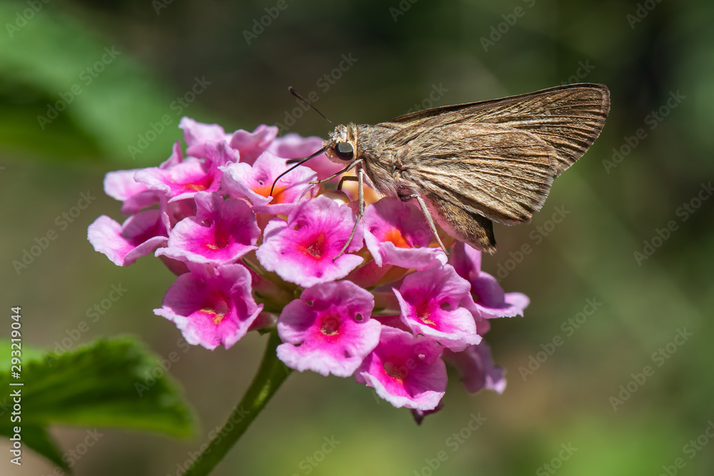 butterfly on flower butterfly on flower