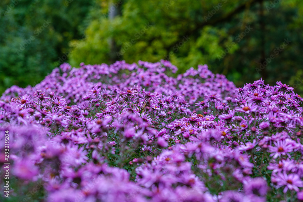 purple violet autumn flowers with green blur background purple violet autumn flowers with green blur background