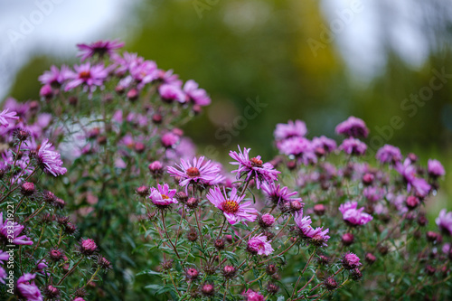 purple violet autumn flowers with green blur background