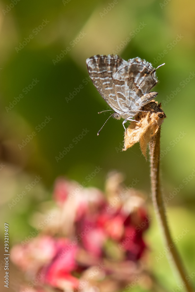 Obraz premium butterfly on flower