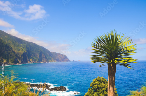 Amazing northern coast of Madeira Island, Portugal photographed with a tropical palm tree. Beautiful steep cliffs covered by green forest. Portuguese island in the Atlantic ocean