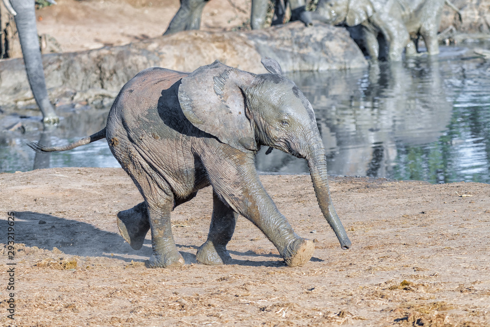 Fototapeta premium African elephant calf, Loxodonta africana, running next to a dam