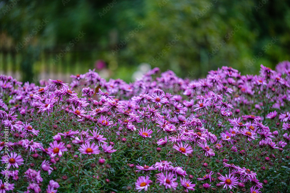 purple violet autumn flowers with green blur background purple violet autumn flowers with green blur background