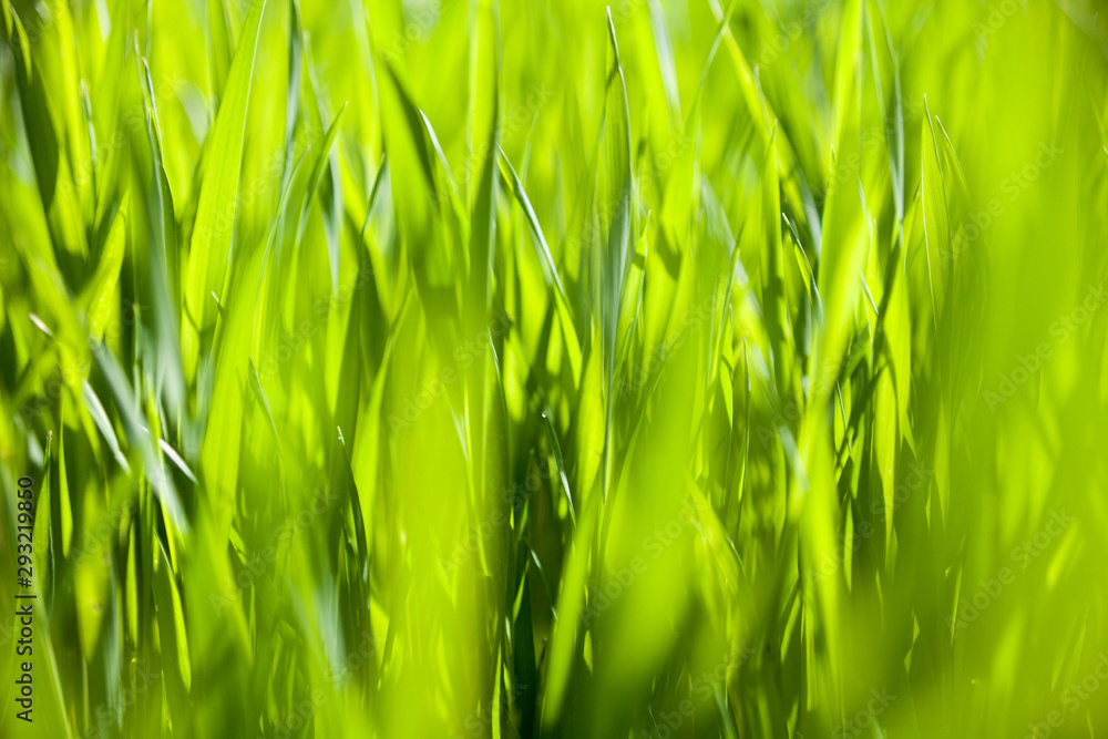 Green grass in the sunny day