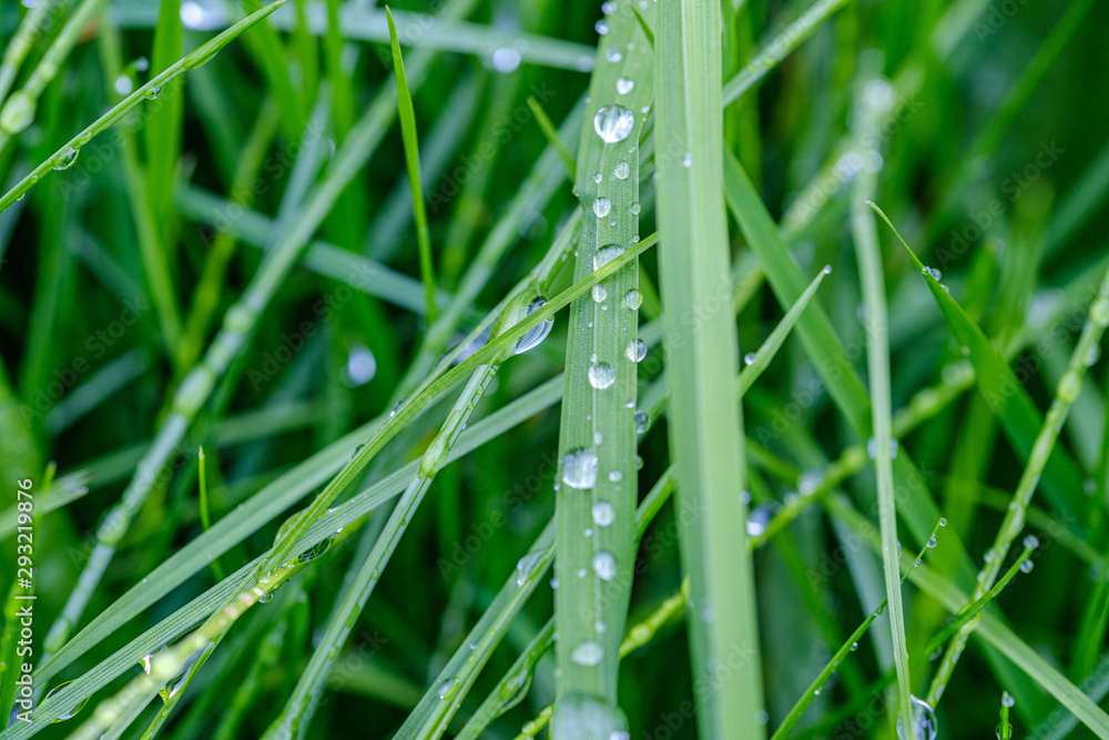 green grass with dew drops and blur background green grass with dew drops and blur background