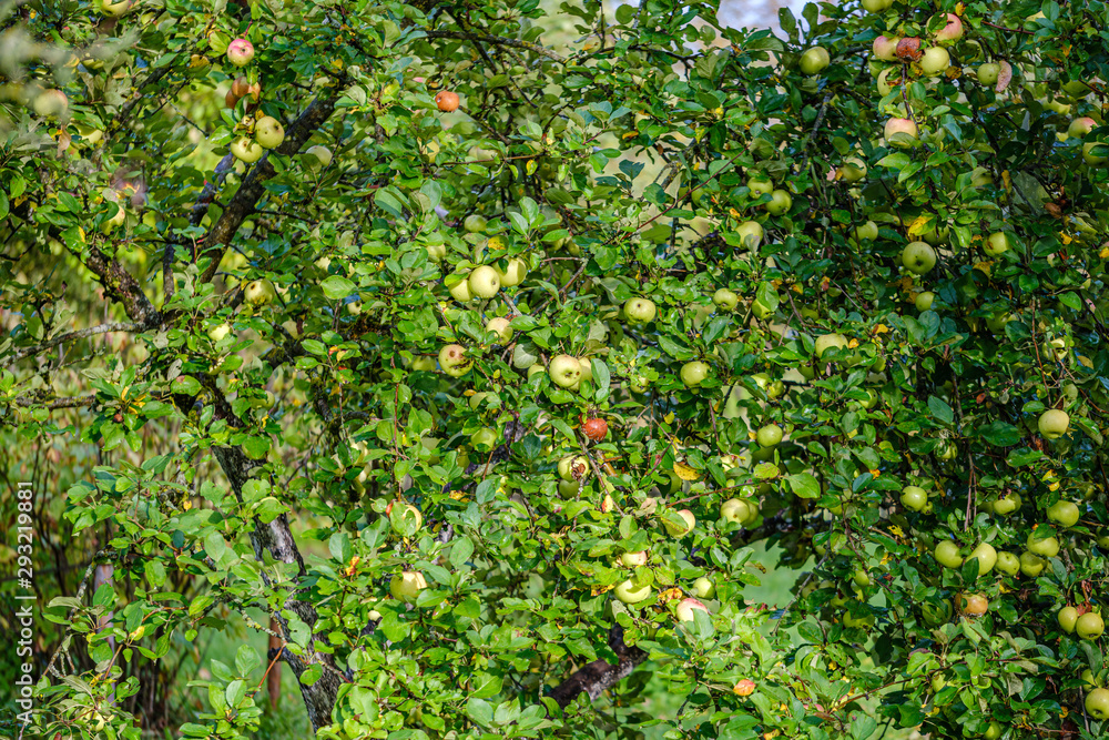 green apples in autumn garden