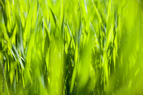 Green grass in the sunny day