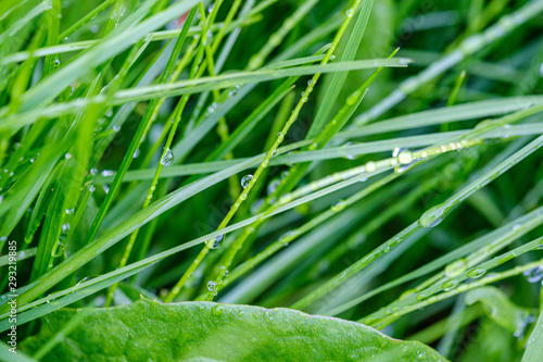 green grass with dew drops and blur background