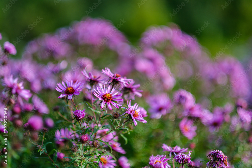 Naklejka premium purple violet autumn flowers with green blur background