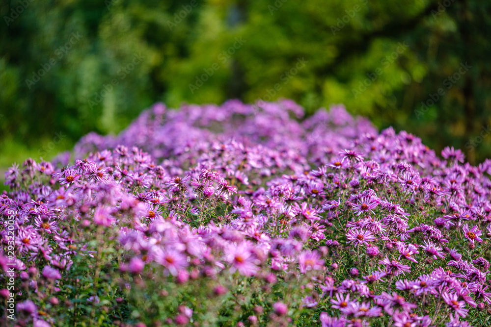 purple violet autumn flowers with green blur background