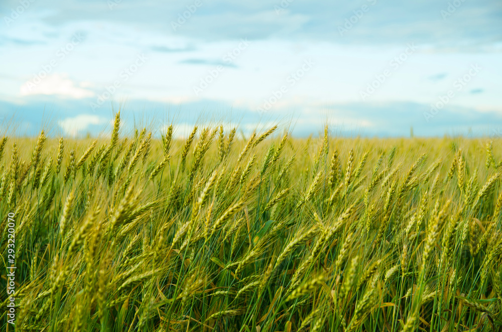 Wheat field and blue sky with white clouds