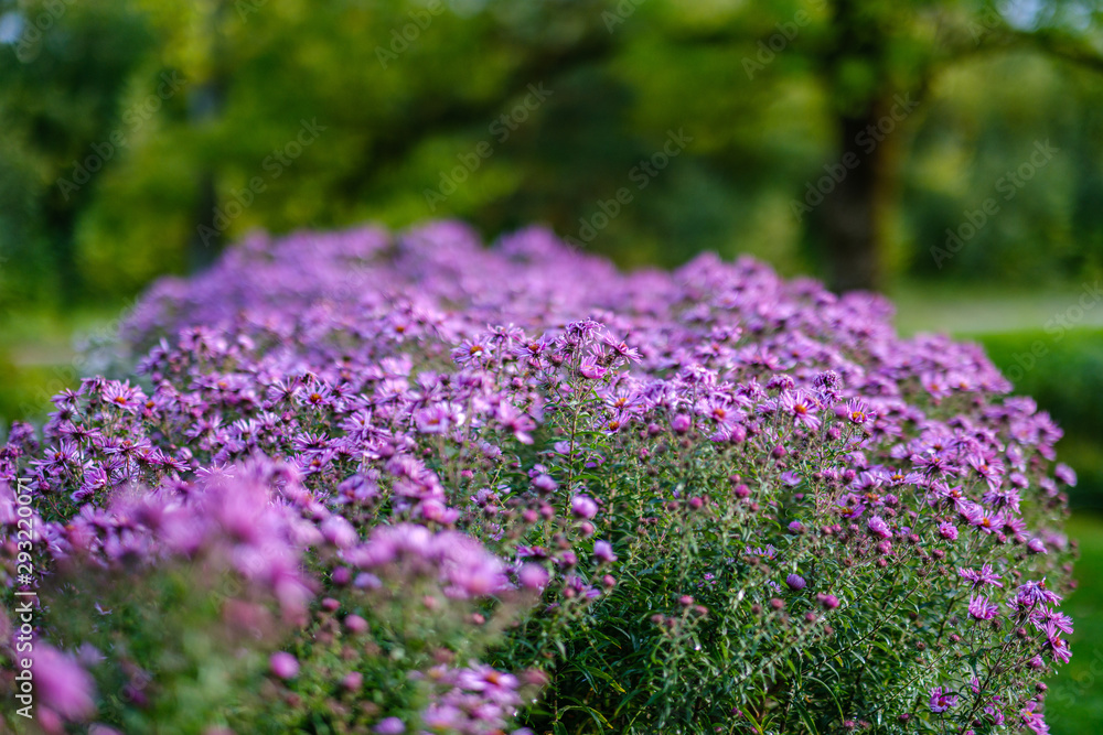 Obraz premium purple violet autumn flowers with green blur background
