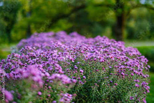 Fototapeta Naklejka Na Ścianę i Meble -  purple violet autumn flowers with green blur background