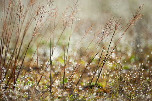 Close-up shot of wild grass with morning dew.