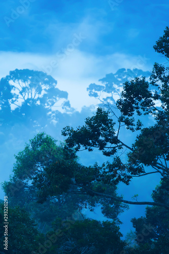Mystic aerial view of primeval forest in blue misty.