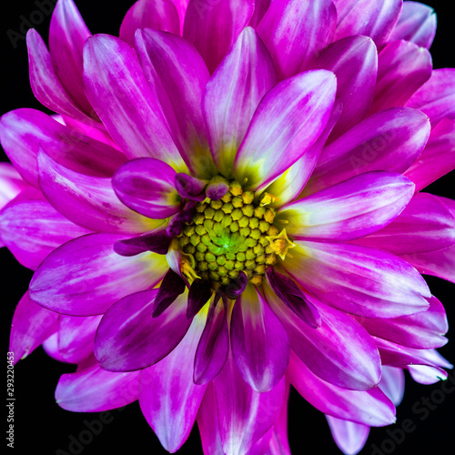 Purple Dahlia on Black Background