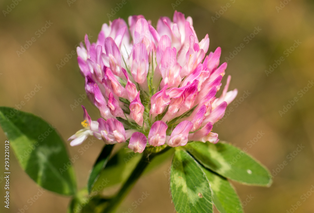 Pink flower with small petals Pink flower with small petals
